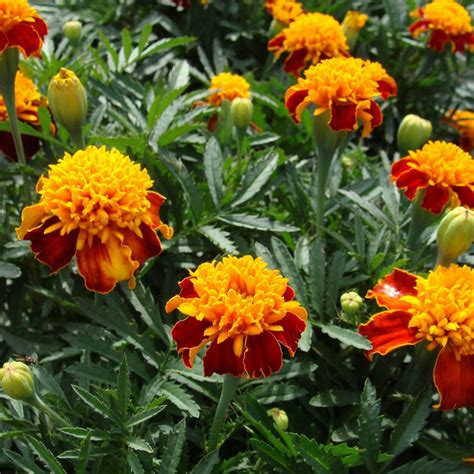 Bulk French Marigold Seeds - Orange Flame | Bulk Wildflowers