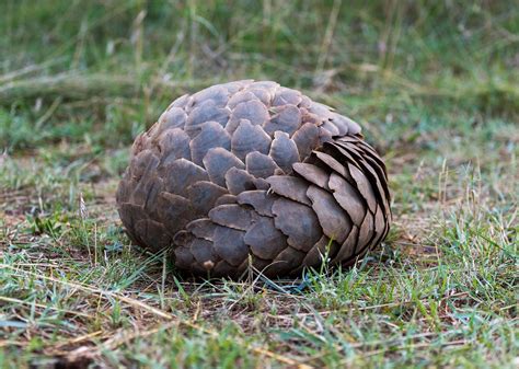 Pangolin | Description, Habitat, Diet, & Facts | Britannica