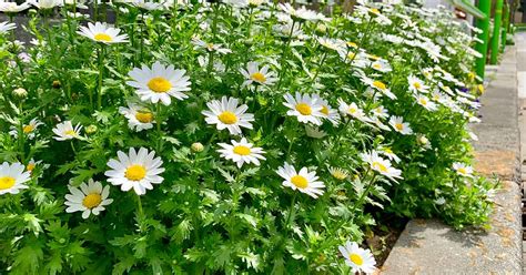 How to Harvest Feverfew | Gardener’s Path