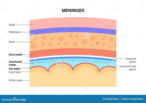 Meninges Anatomy Diagram Cartoon Vector | CartoonDealer.com #233745691