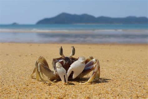 How To Keep Fiddler Crabs Alive? – Surfcasting Republic