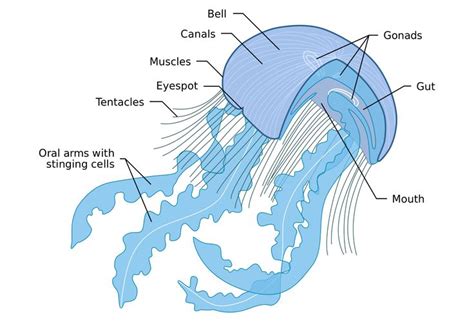 jellyfish anatomy - Google Search | Zoology | Pinterest | Jellyfish ...