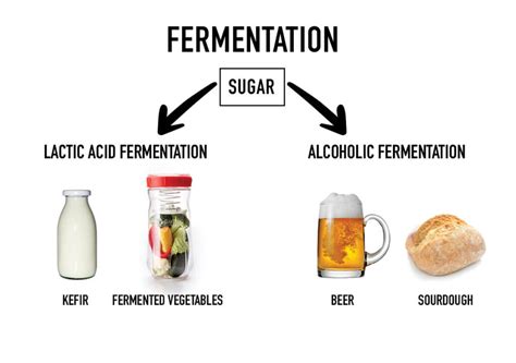 Yeast Fermentation Examples at Marvin Brackin blog