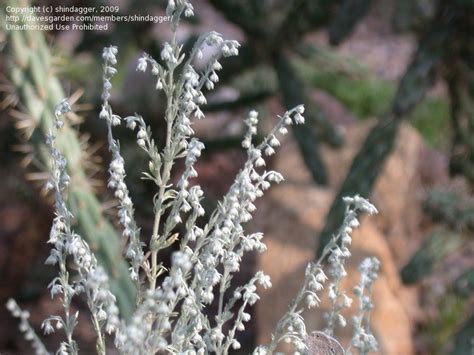 PlantFiles Pictures: Fringed Sagebrush, Fringed Sagewort, Pasture Sage ...