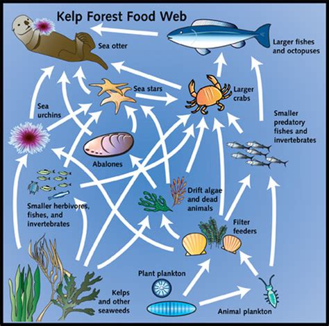 Food Chain - Kelp Forests