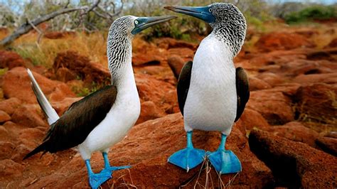 Galapagos Islands Animals List, Facts, and Pictures