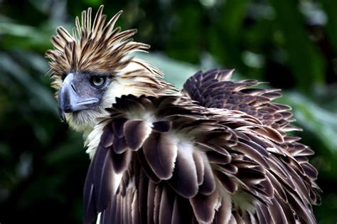 Bird flu a concern in fight to save Philippine Eagle: finance chief ...