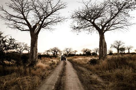 Inside Tanzania's Ruaha National Park • Your Ultimate Safari Guide