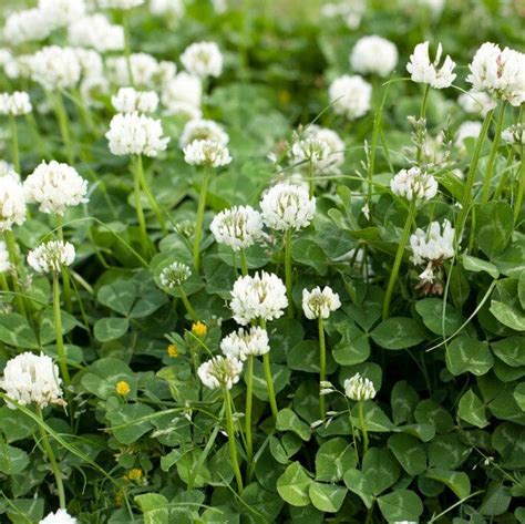 Ladino Clover - Trifolium repens - Great Basin Seeds