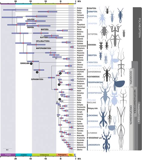 Evolutionary history of phasms and phyllies