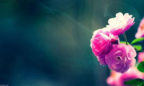 A Letter To My Best Friend | Less Than Perfect Life | Flower background wallpaper, Flower ...