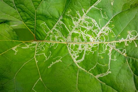 Leaf-Miner Images – Browse 1,263 Stock Photos, Vectors, and Video ...