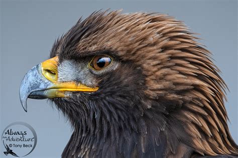 Golden Eagle vs Bald Eagle - PHOTONews Magazine