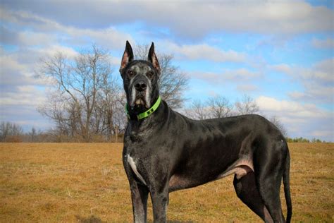 Black Great Dane Titan | Tiere, Pflanzen