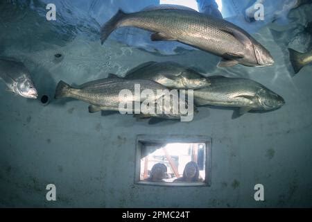 totoaba or totuava, Totoaba macdonaldi, threatened species, due to overfishing, poaching, and ...