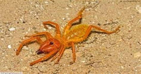 Mysterious world of Camel Spider Habitat: - Spiders Perfect Guide