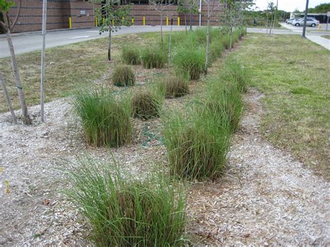 Sawgrass | Lakes Regional Library Landscape Plants | Flickr