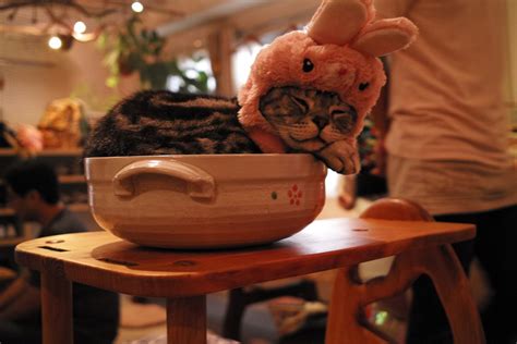 Cateriam Cat Cafe - Tokyo - Japan Travel