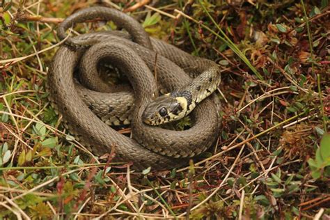 Grass Snake Facts and Pictures | Reptile Fact