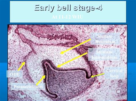 Oral Histology "tooth development"