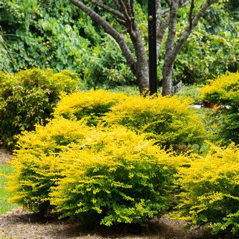 Southern Living Plant Collection 1 Qt. Sunshine Ligustrum, Evergreen Shrub, Bright Golden-Yellow ...