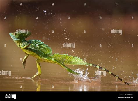 Green / Double-crested basilisk (Basiliscus plumifrons) running across ...