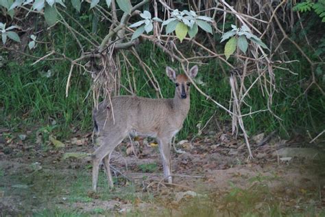 Common Duiker – BirdLife eThekwini KZN