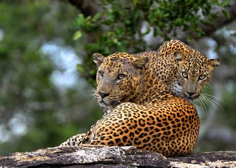 Wildlife of Sri Lanka Itinerary - Steppes Travel