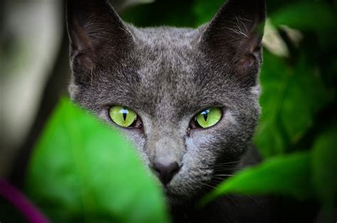 green eyes trees branch leaves green animals cat wallpaper - Coolwallpapers.me!