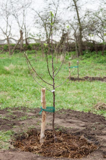 Peach Tree: Planting, Caring & Harvesting Your Own Peaches