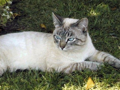 Blue Lynx Point Siamese Siamese Kittens, Cute Cats And Kittens, Kittens Cutest, Cool Cats ...