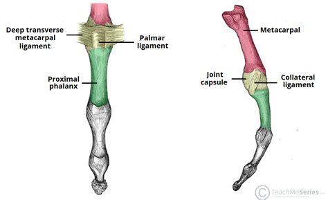 The Metacarpophalangeal Joint - Ligaments - TeachMeAnatomy