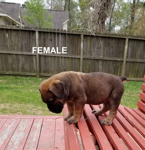 Boerboel Puppies For Sale | The Woodlands, TX #273302