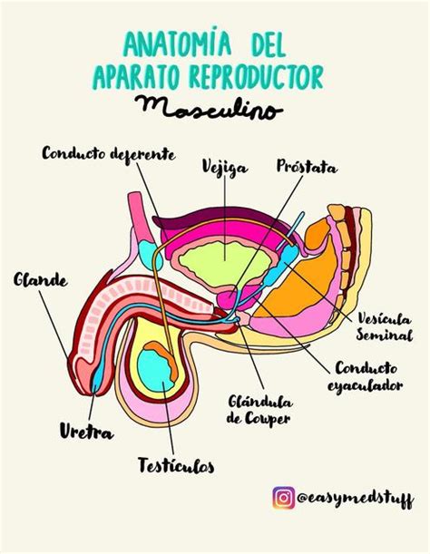 Anatomía del aparato reproductor masculino | Apuntes de medicina | Testículo | uDocz