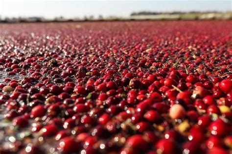 The History of Cranberries – Cranby