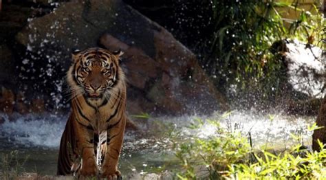 Habitat Dibabat, Harimau Sumatera Hantui Masyarakat | Leuser Conservation Partnership