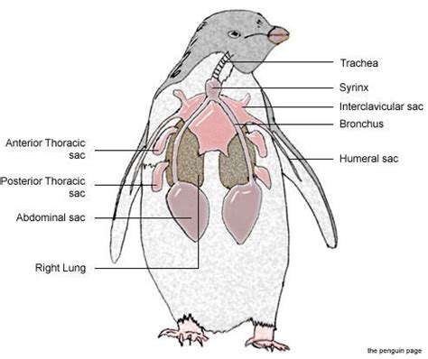 Penguin facts, Penguins, Anatomy bones