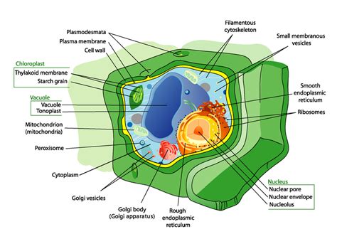 Plant Cells | Biology I