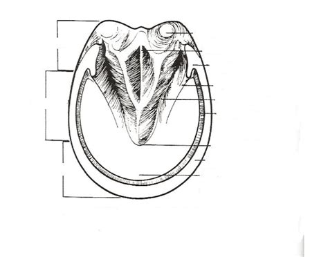 horse hoof Diagram | Quizlet