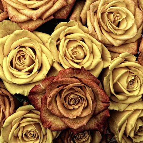 Gold Roses Wallpapers - Top Free Gold Roses Backgrounds - WallpaperAccess