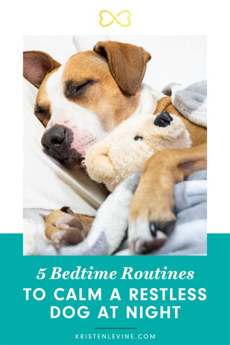 How to Calm a Restless Dog at Night | Pet Living