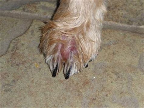 Dog Treatment and Prevention of Suspected Interdigital Furuncles ...