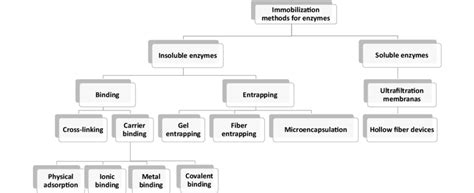 Classification of enzyme immobilization methods [21] | Download Scientific Diagram