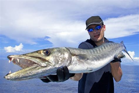 Can You Eat Barracuda and How Does It Taste? - American Oceans