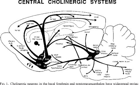 Figure 1 from A Possible Role for Cholinergic Neurons of the Basal Forebrain and ...