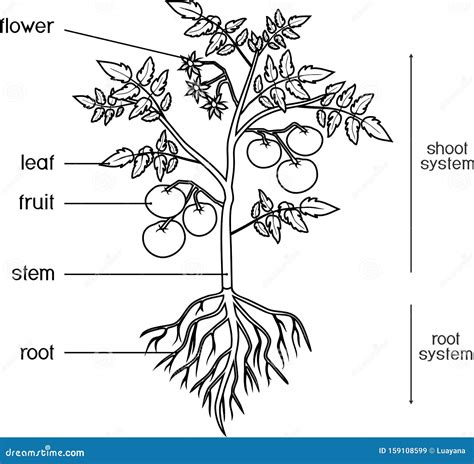 Parts Of Plant. Morphology Of Tomato Plant With Leaves, Fruits, Flowers ...