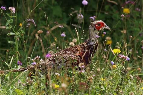 Common Pheasant - Facts, Diet, Habitat & Pictures on Animalia.bio