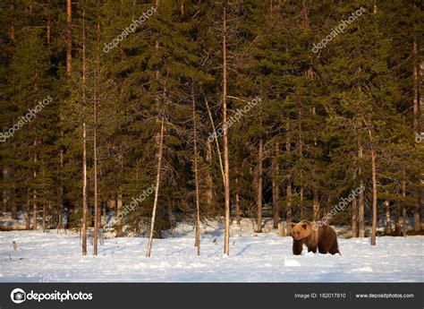 Beautiful Brown Bear Walking Snow Late Winter Photographed Finland ...