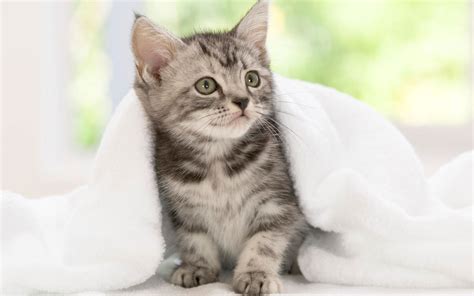 Cute Kittens | HD Wallpapers (High Definition) | Free Background