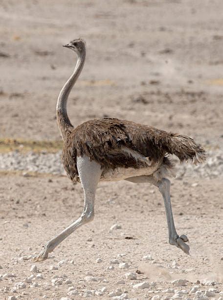 Ostrich Running Stock Photos, Pictures & Royalty-Free Images - iStock